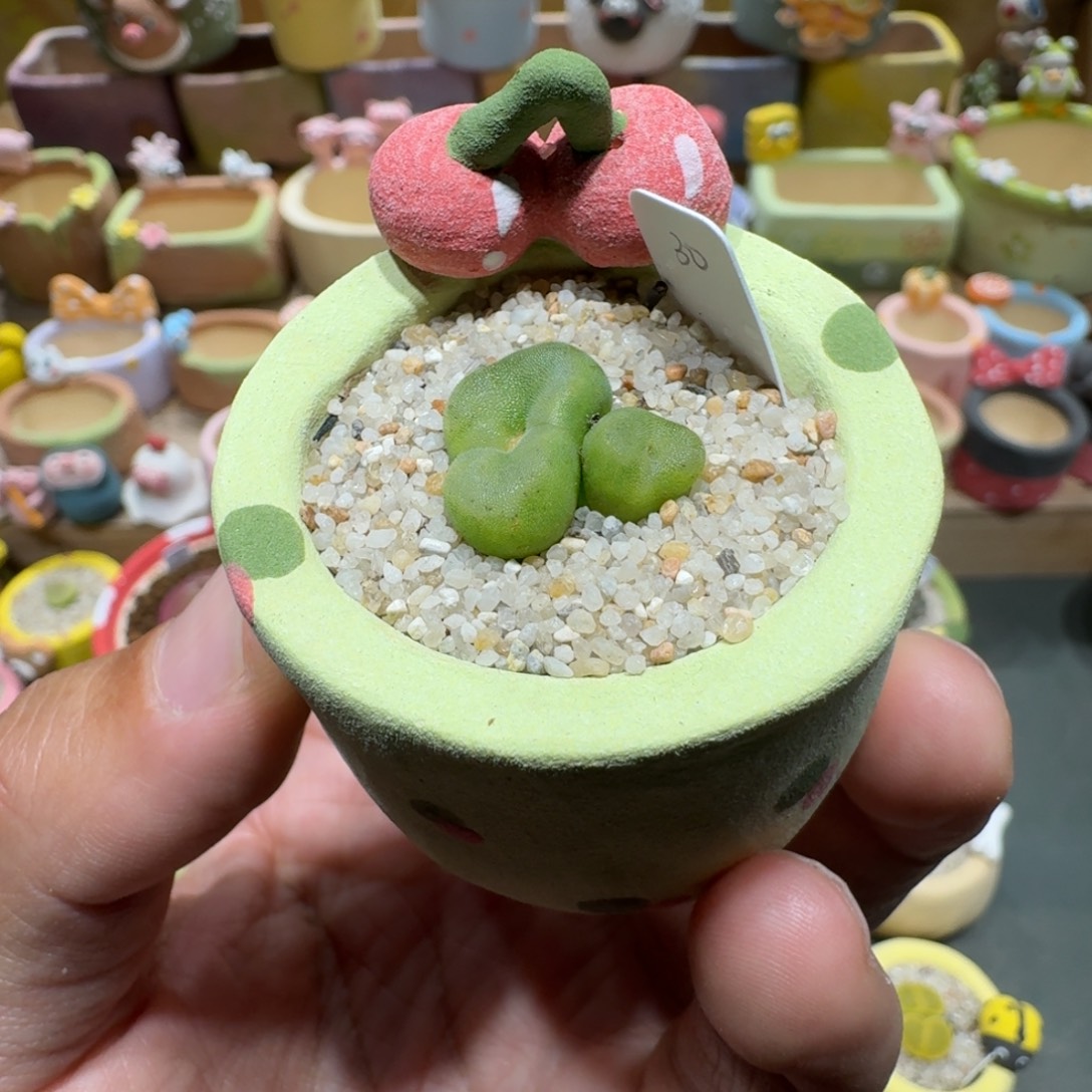 蘑菇1032水晶鞋多肉植物