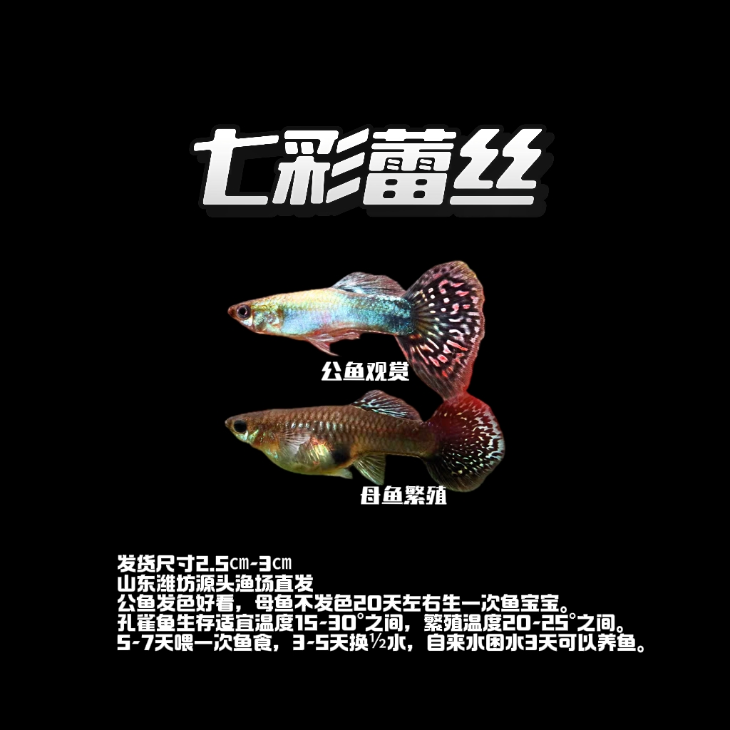 【七彩蕾丝】3cm纯种精品孔雀鱼公发色观赏 母无色繁殖小型淡水鱼