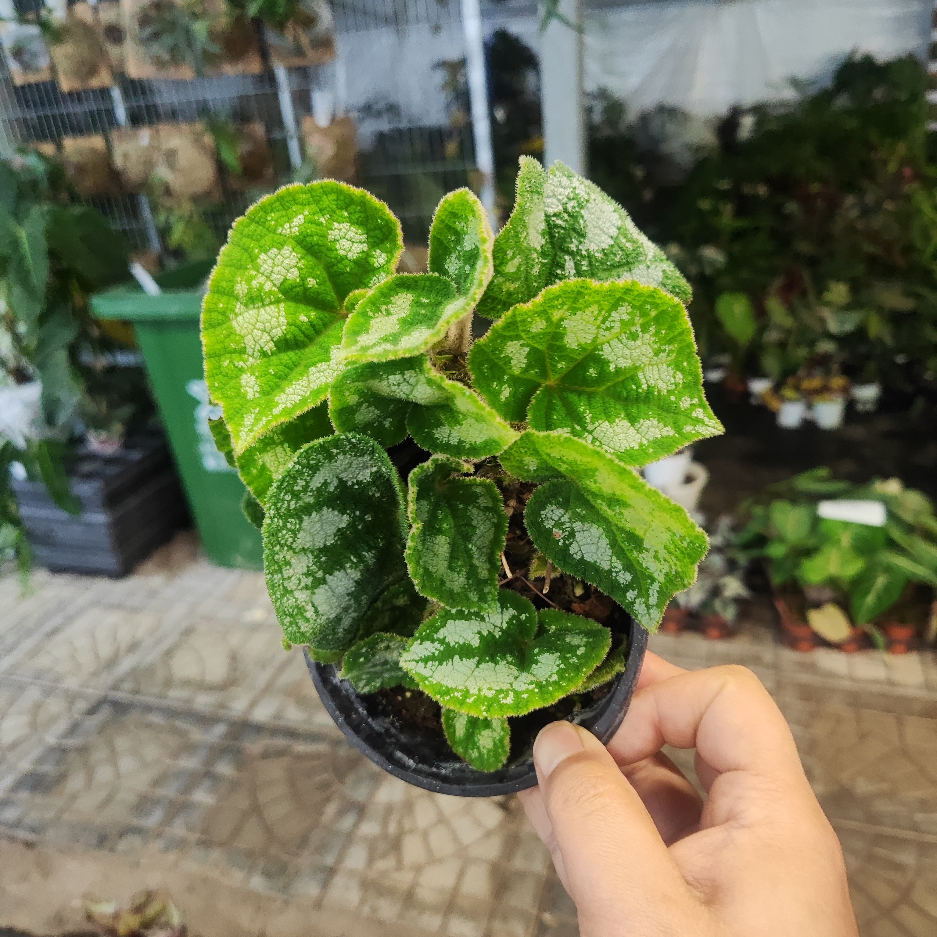 白斑秋海棠.室内观叶植物秋海棠盆栽易养的精选绿植