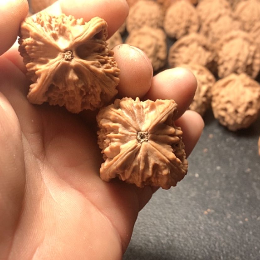 【闪购商品】涨*了红狮子