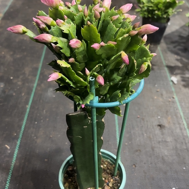 心***去当前无花栽培后可以开花