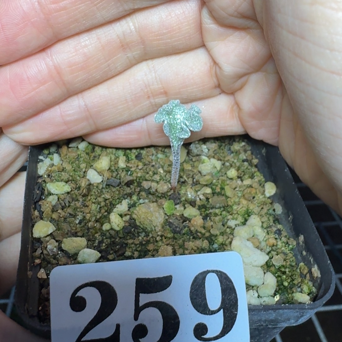 冰晶海带雾冰玉一物一拍多肉植物