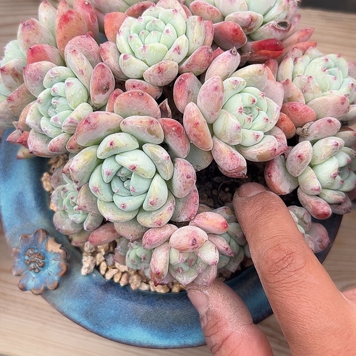 望舒，手指位置之前断过一个小头