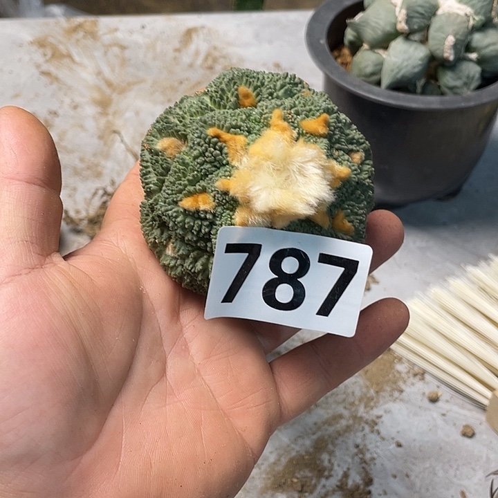 完全开放787哥斯拉