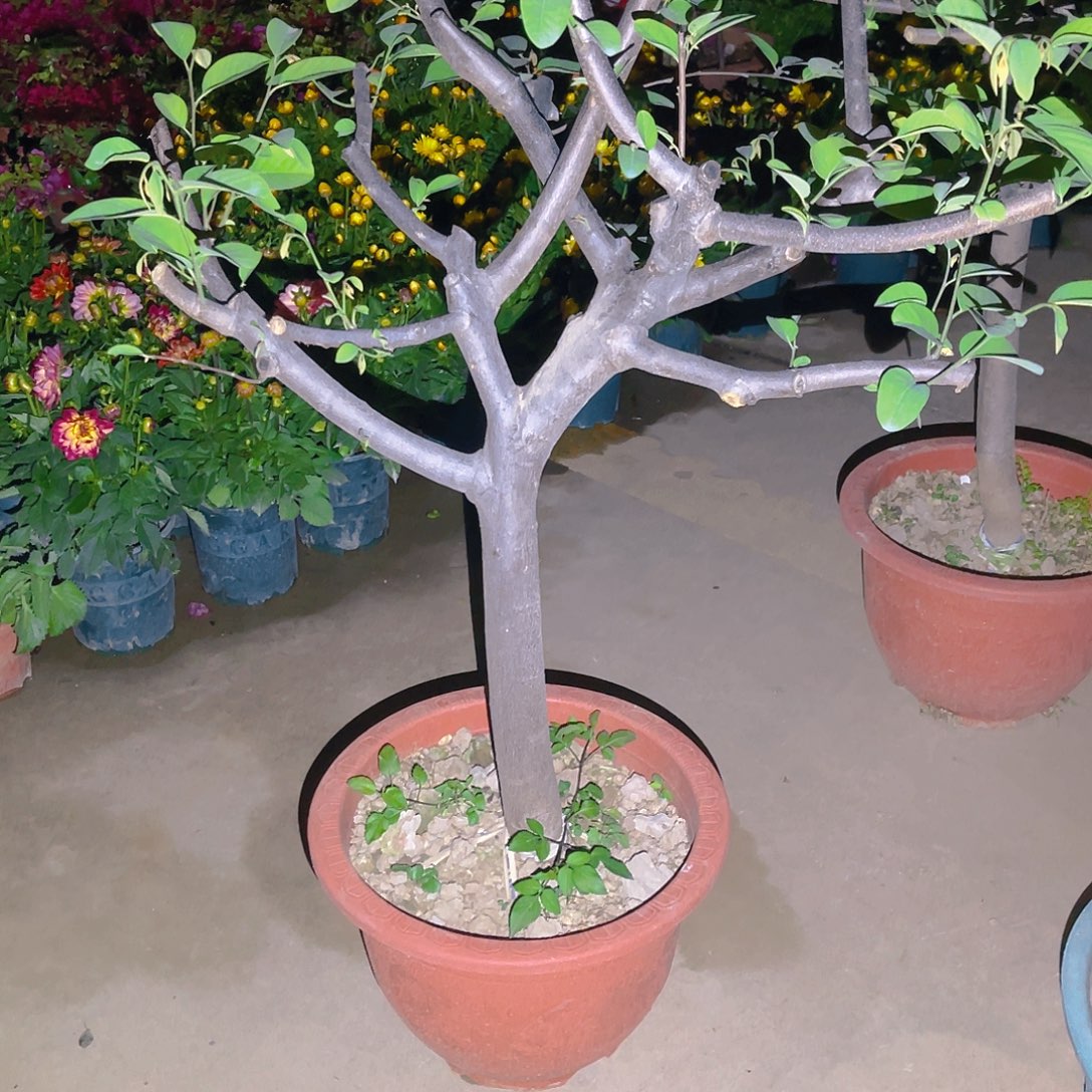 C***。完全开放果树果树11111