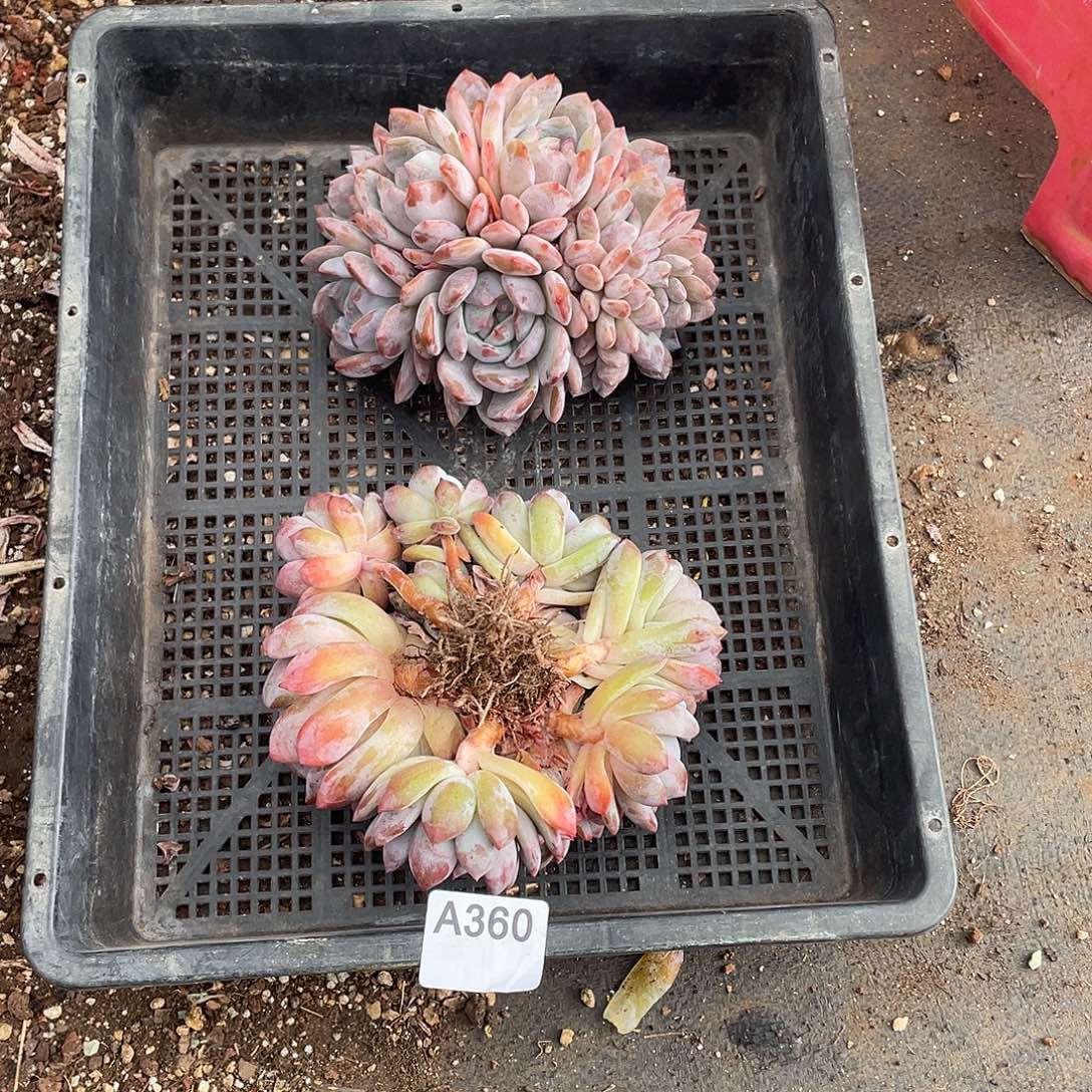 L***g360多肉植物多肉植物