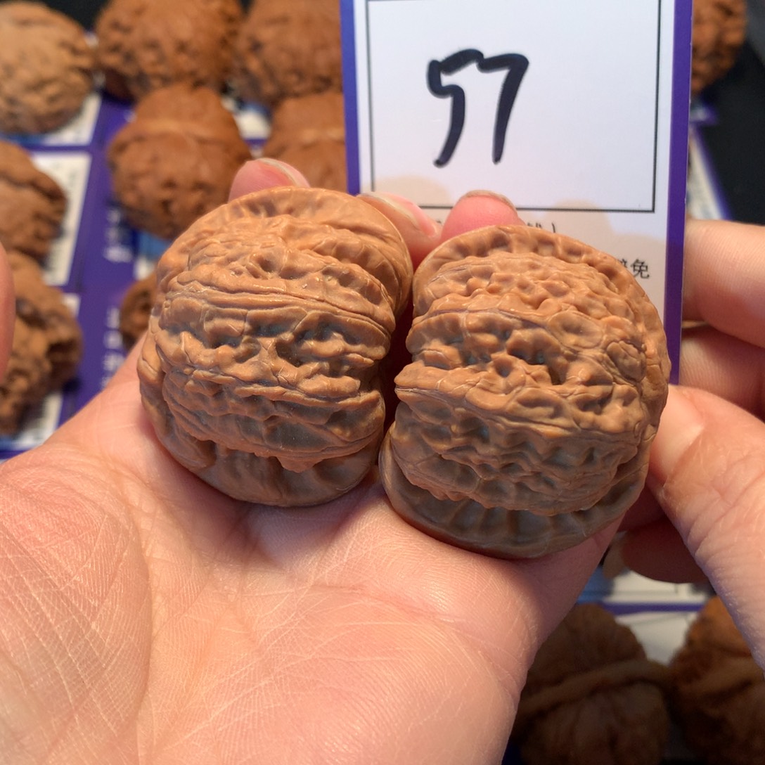 澳***虾核桃57白狮子4.3全品