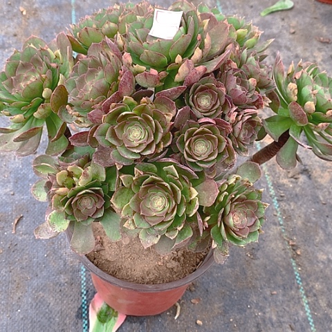 102万圣节多肉植物