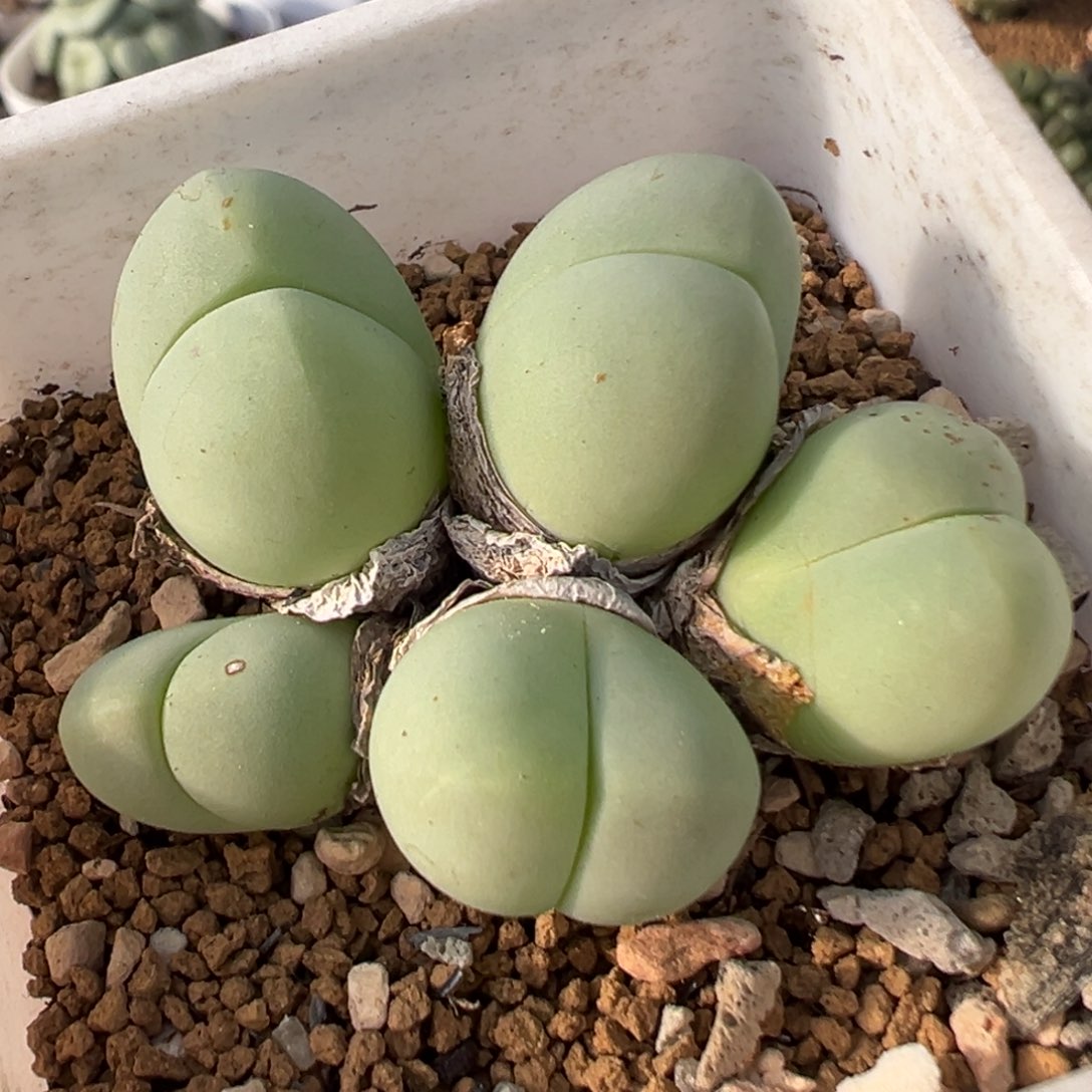 2801多肉植物百科银光玉