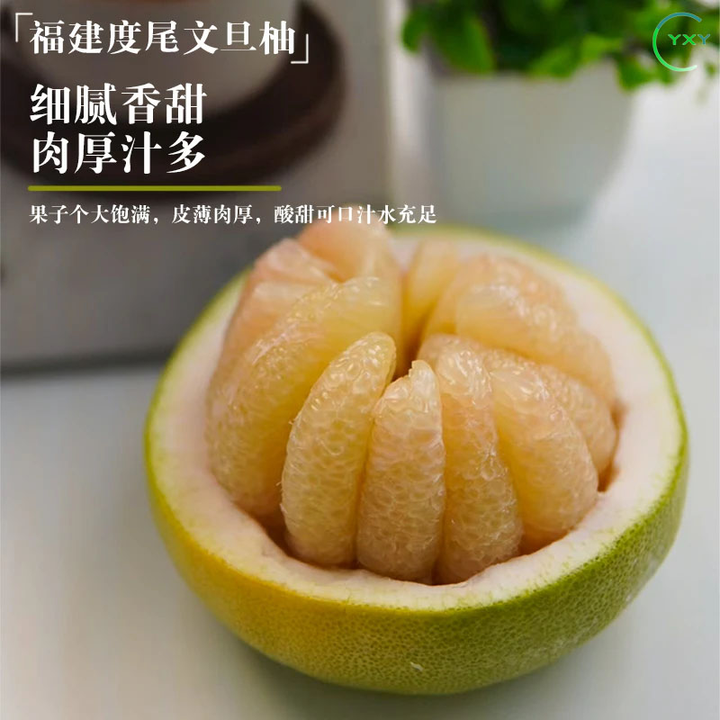 【尝鲜1个装】正宗福建仙游度尾 40年老树文旦柚新鲜多汁现摘小果