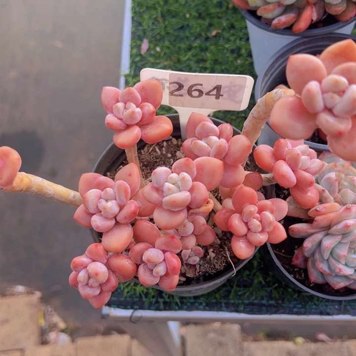 健健康康平平安安