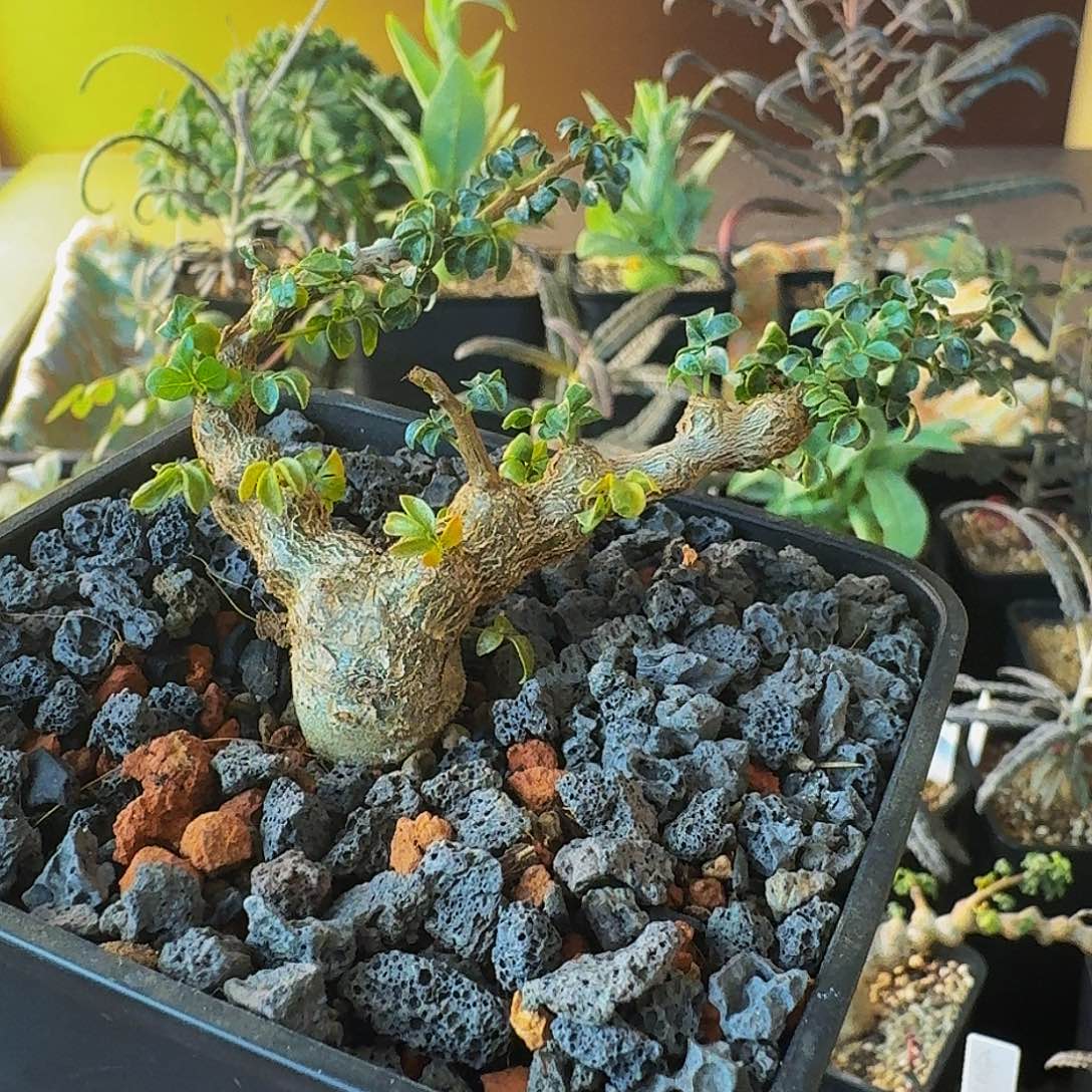 爱***肠实生念珠橄榄顺丰空运包邮