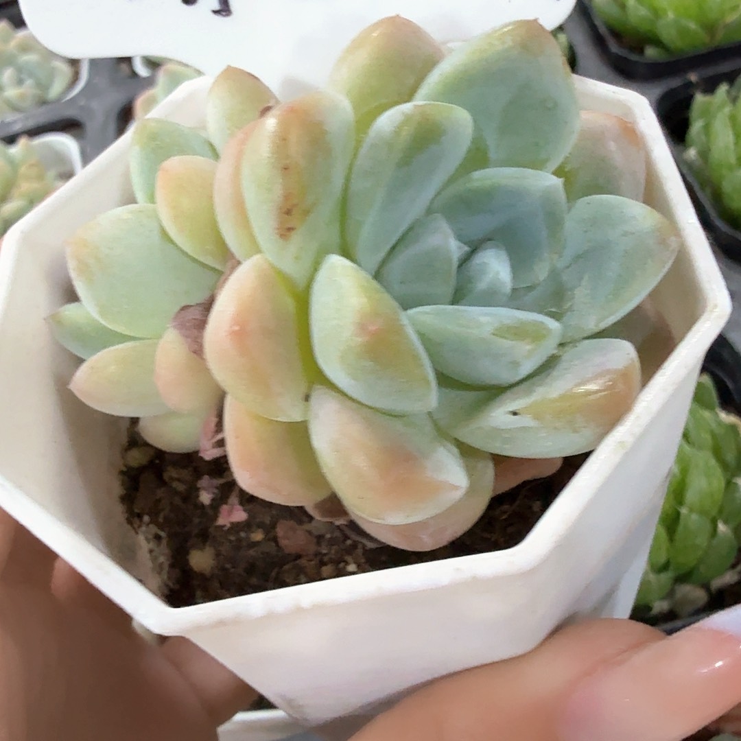 精品冰玉多肉植物