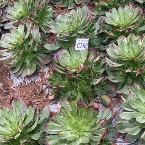 760万彩灯不包断枝