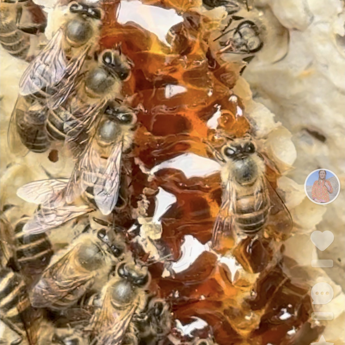 【甘味转弟】甘肃农家蜂蜜，中蜂蜂蜜