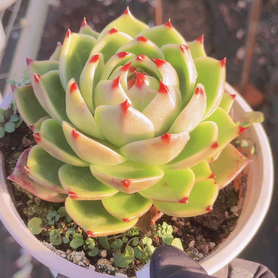 蓝龙12公分99888888989