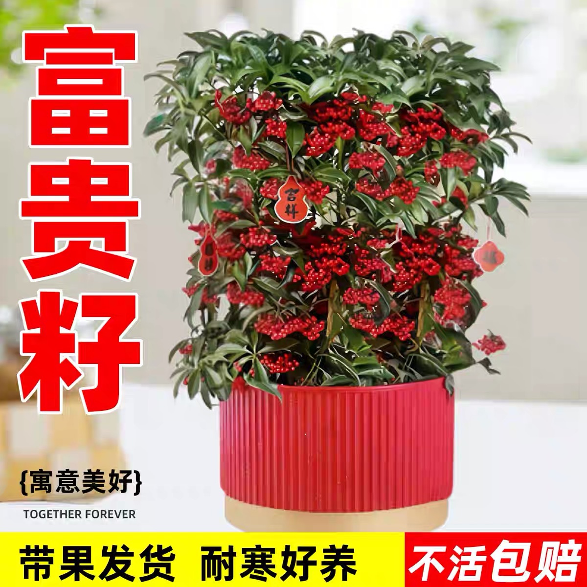 富贵籽盆栽带红果黄金万两金玉满堂室内客厅年宵花绿植