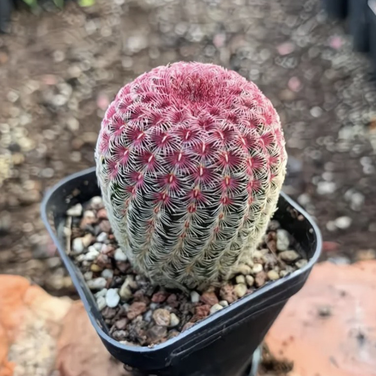 实生红太阳仙人球多肉植物裸根一颗