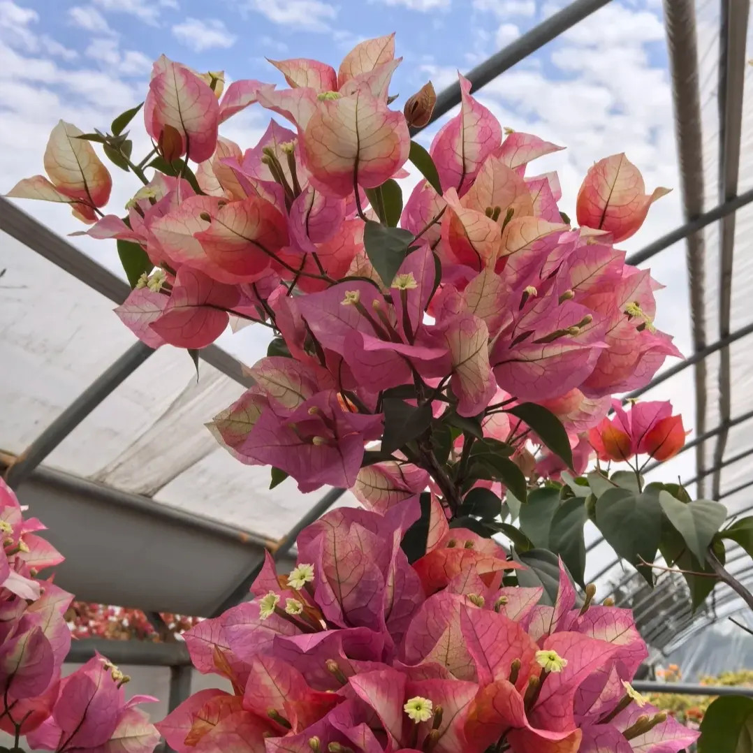 【浅彩虹奇特拉黄金】三角梅喜光室内外庭院花卉观赏原盆土根系好