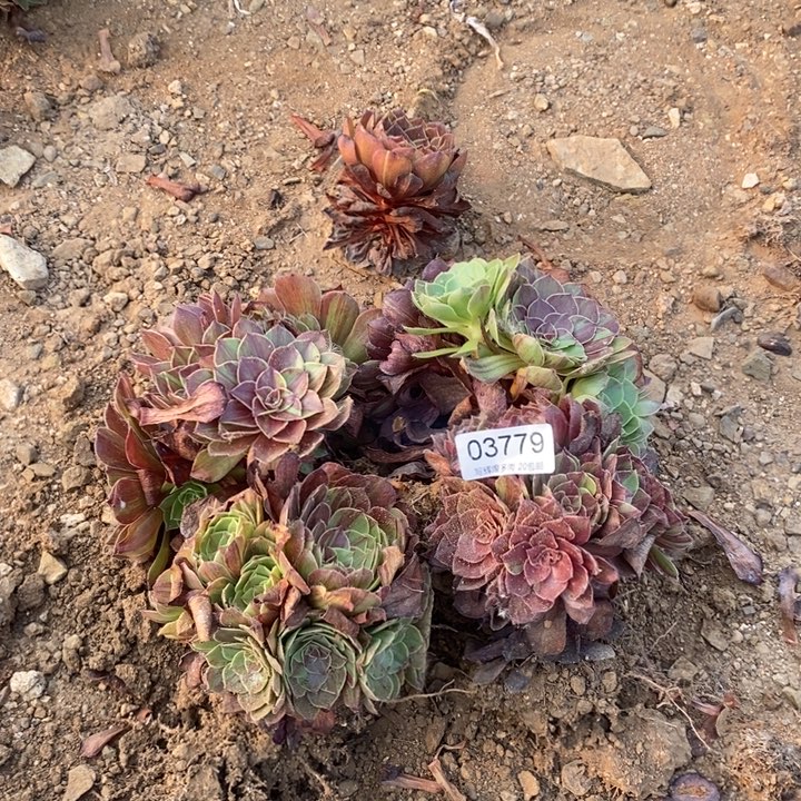 03779花月夜多肉植物