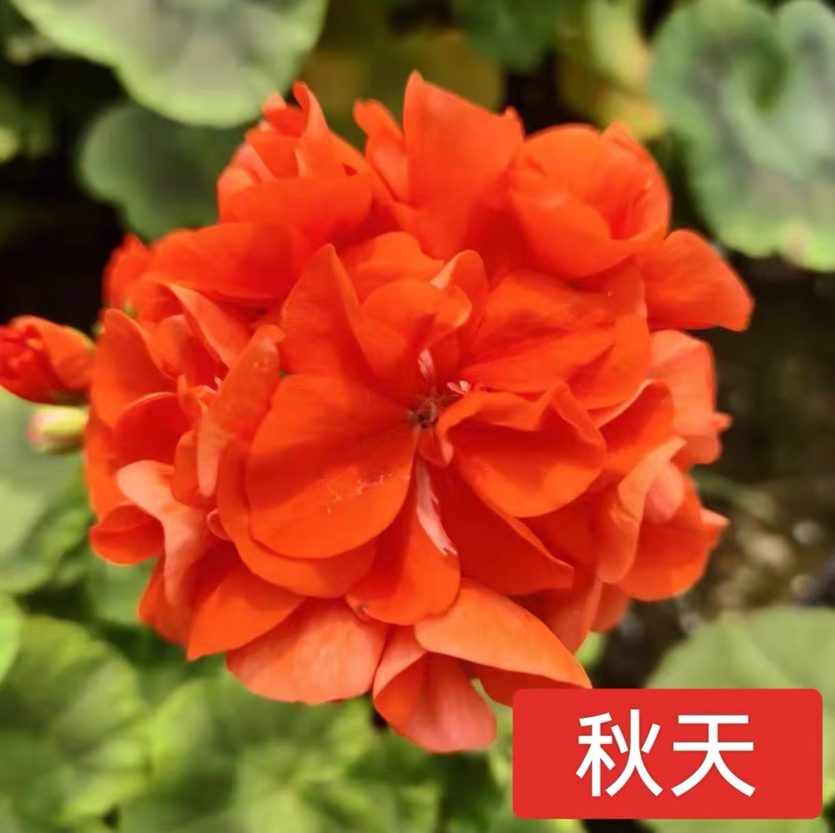 润景园艺 秋天天竺葵 一盆包邮