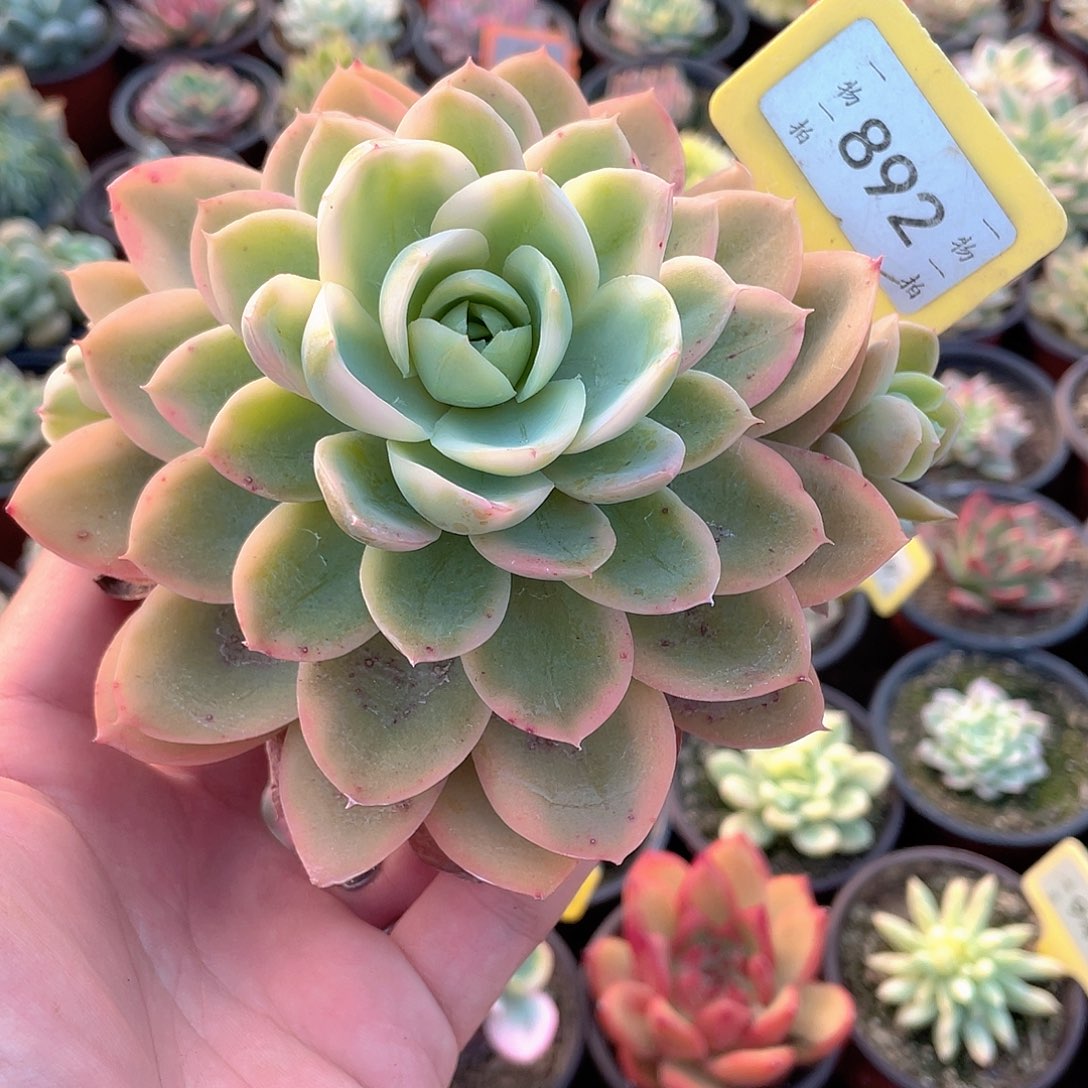 丝绸锦892号多肉植物