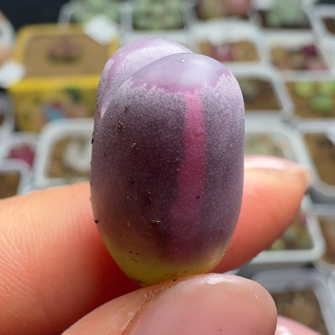 4593红大内锦一颗88888