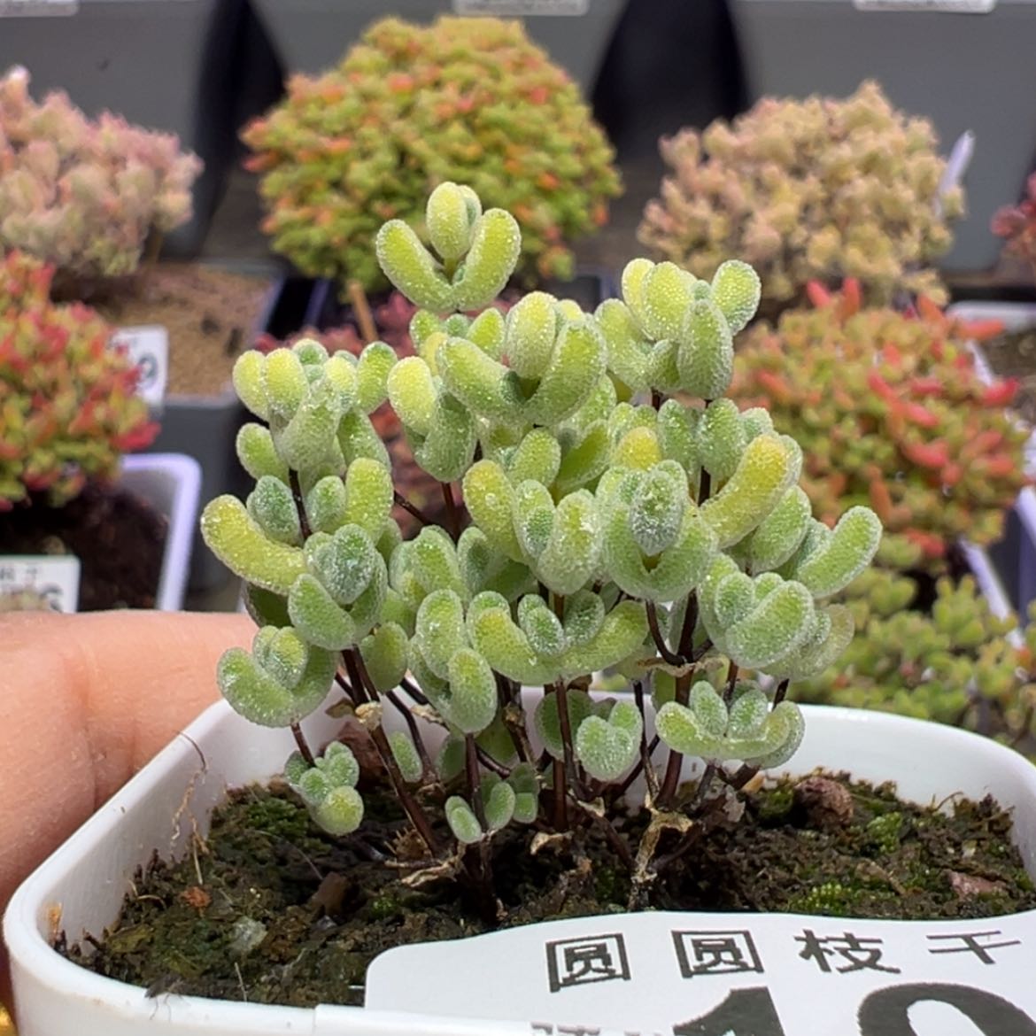 【闪购商品】p105渐变莱斯盆口5cm