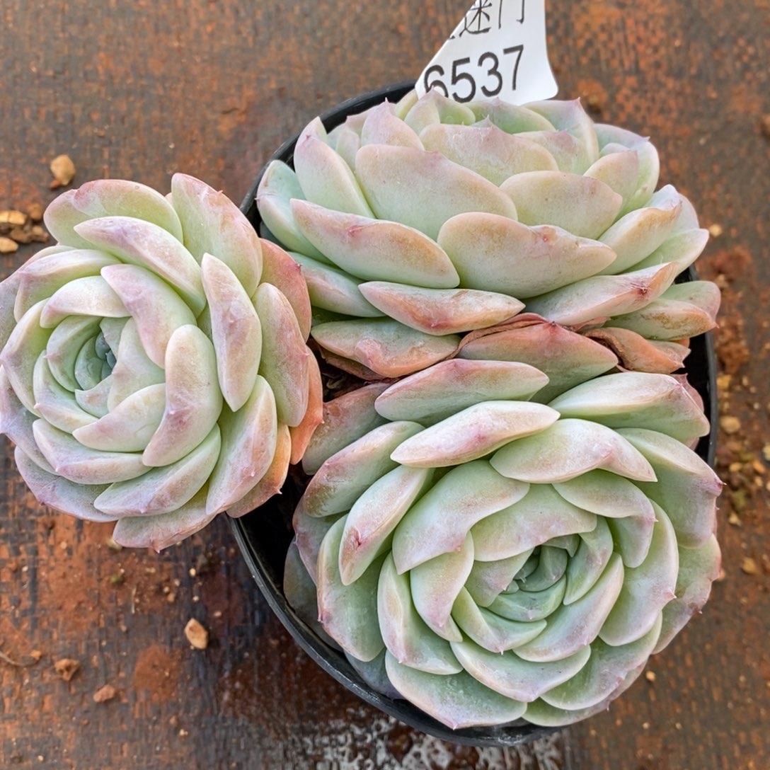 农***果杂交精品多肉6537~12厘米