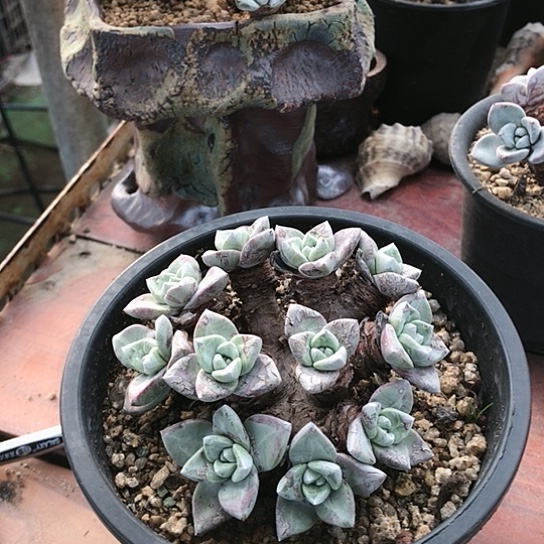 韩货苹果叶仙女棒杯