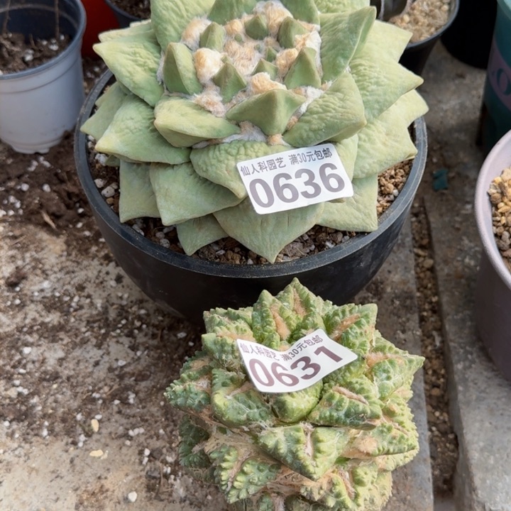 不****的福利2颗大牡丹0636.0631