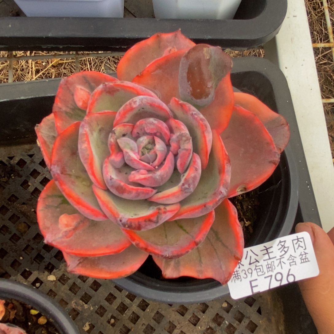 796雨滴锦多肉7c m