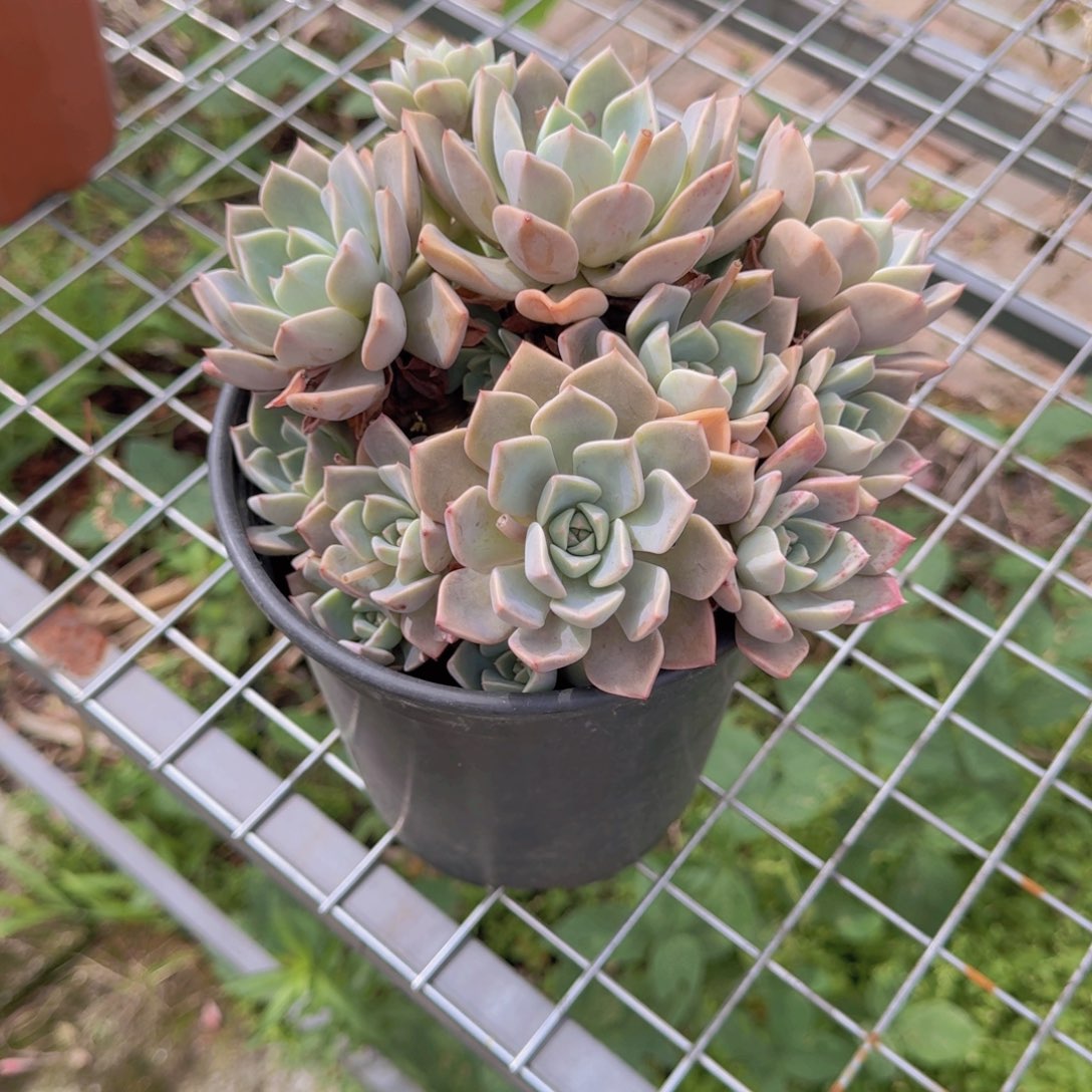 红粉佳人脱土38米呀呀呀了