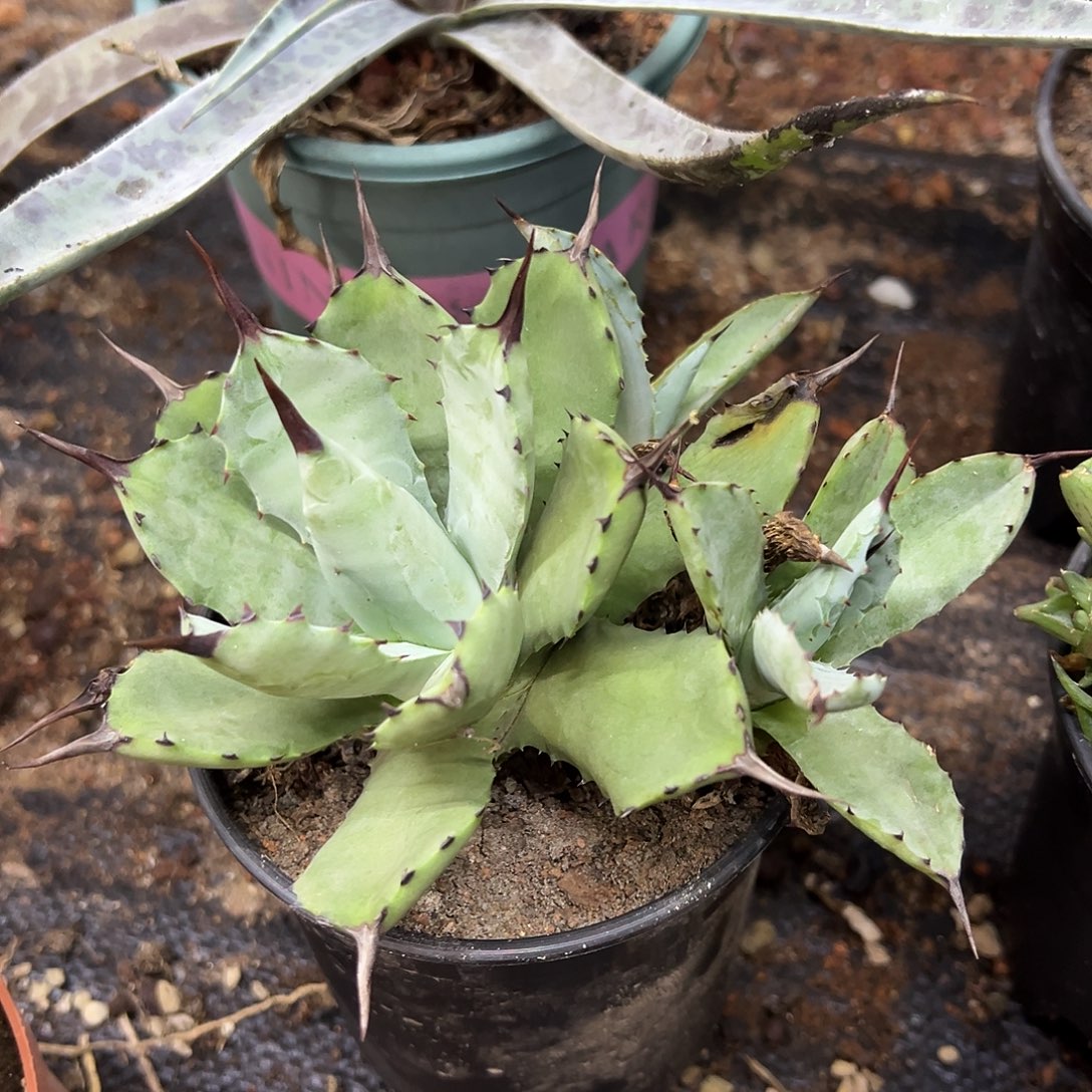 丸叶芭蕾龙舌兰姬