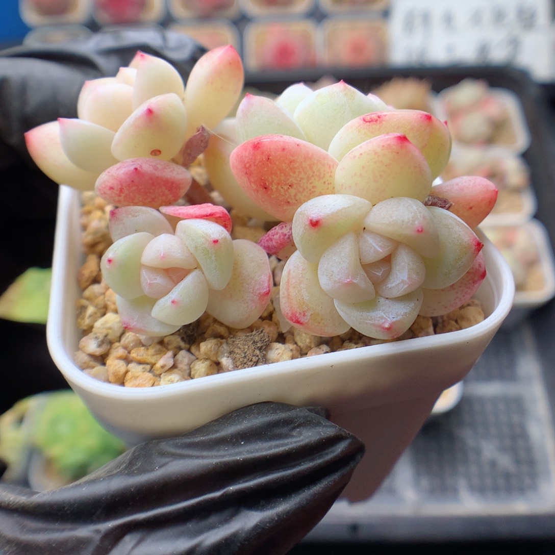 多肉植物。 冰玉88