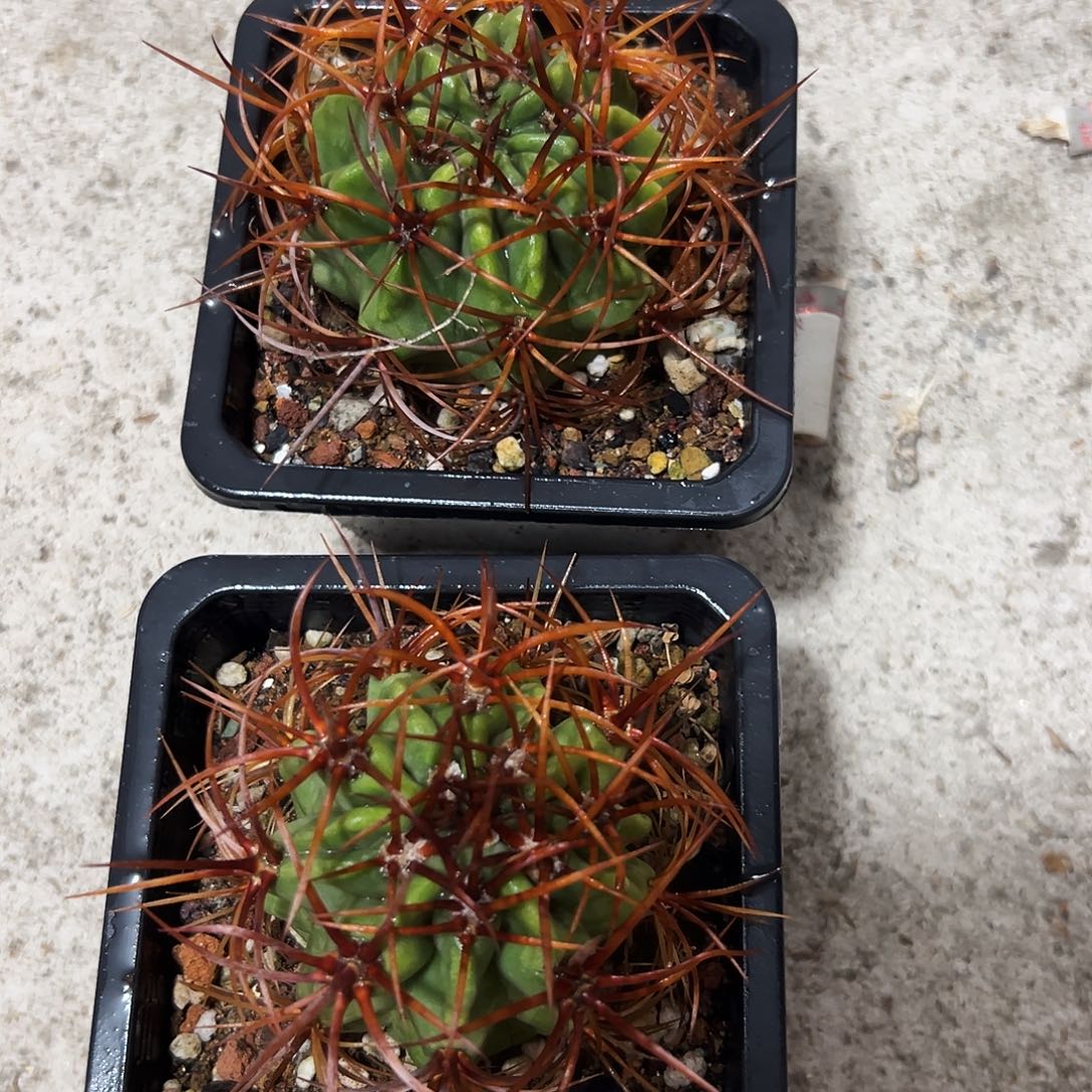 J***R实生根火焰龙仙人球