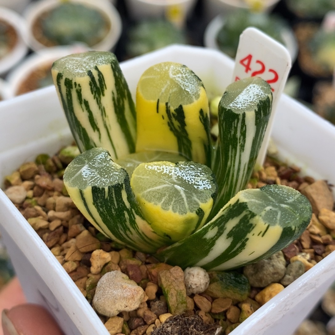 不开花植物422白妙