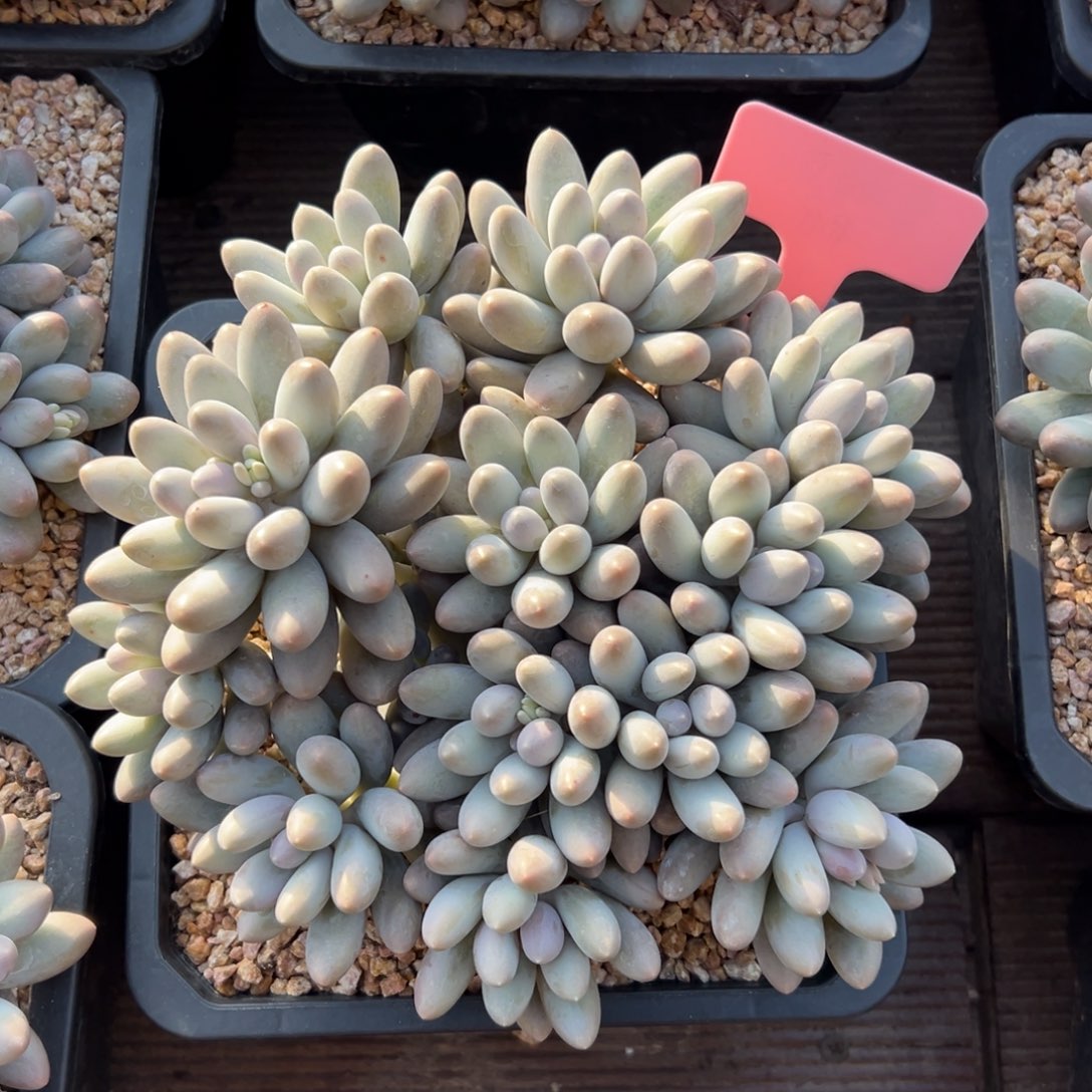 汤圆111111111111111