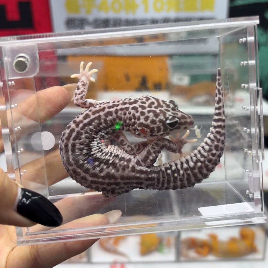 豹纹守宫超级雪花日食 妹妹 V115