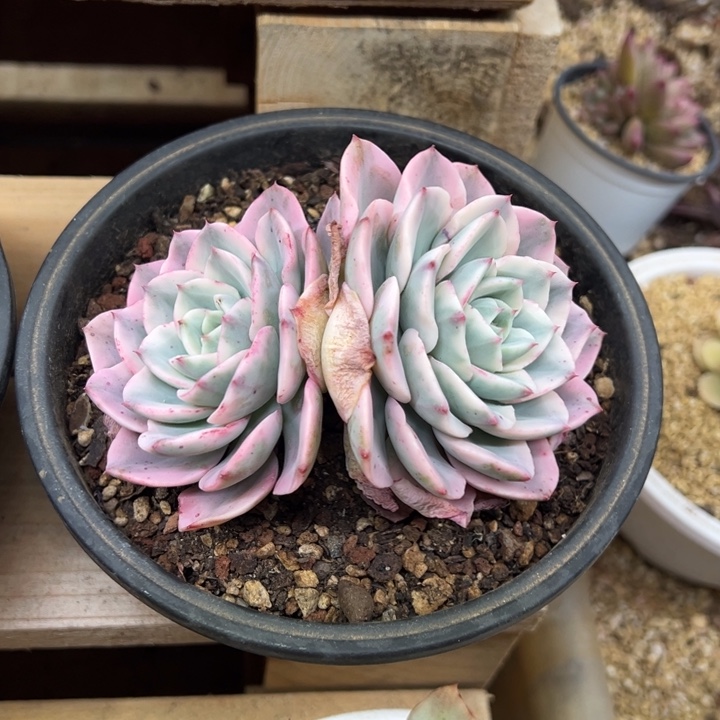 奶油黄桃锦 夏鸣园艺