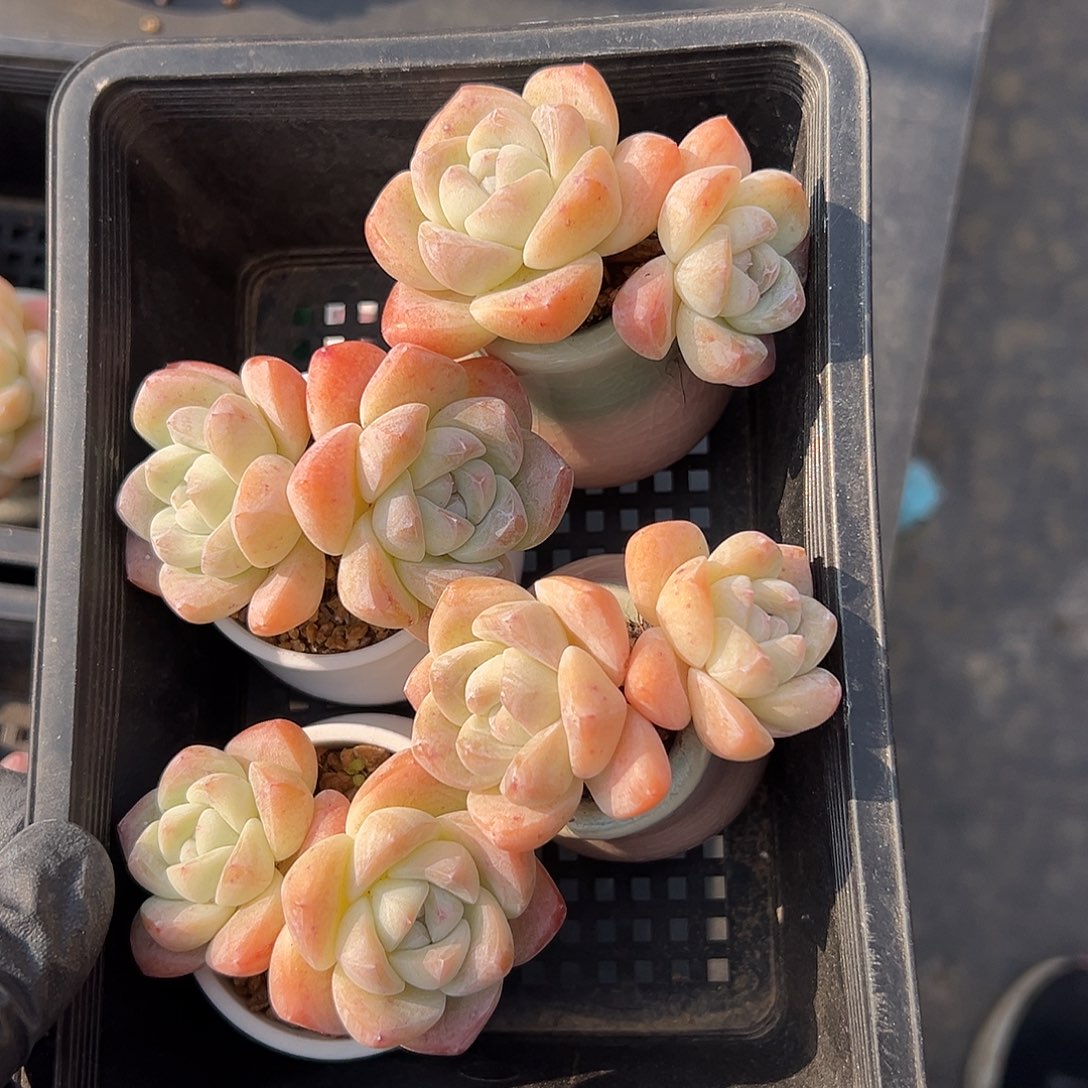 2500，四个双头冰玉带盆发信息