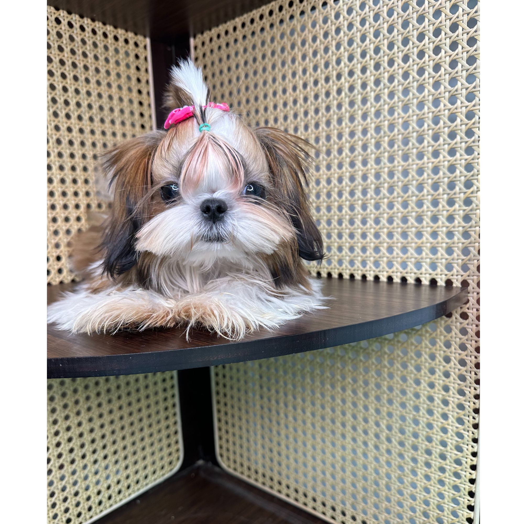 【云端犬舍】饭饭-西施弟弟