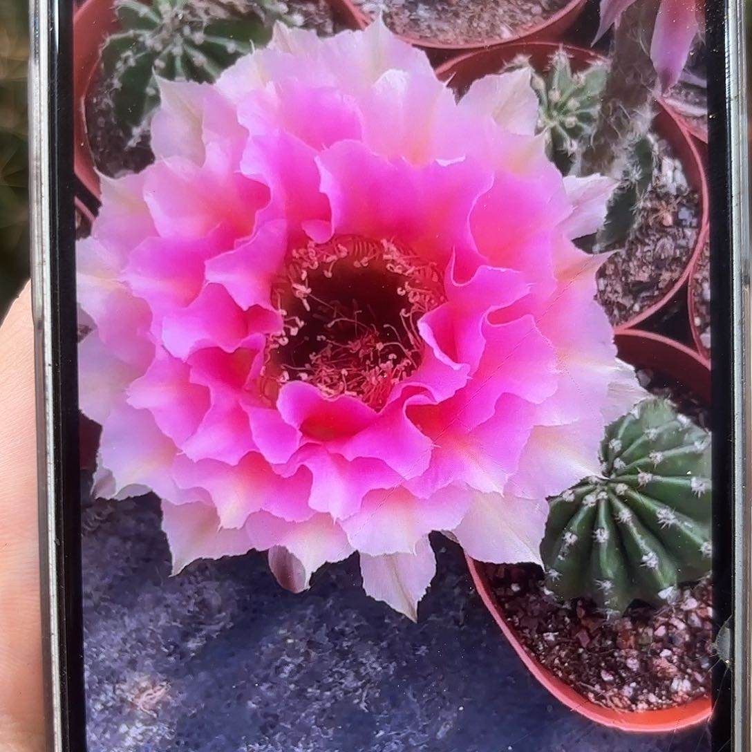 彩草青青200号7公分左右