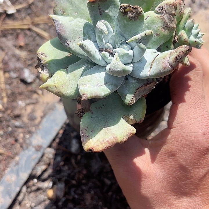 泡**头仙女杯多肉植物