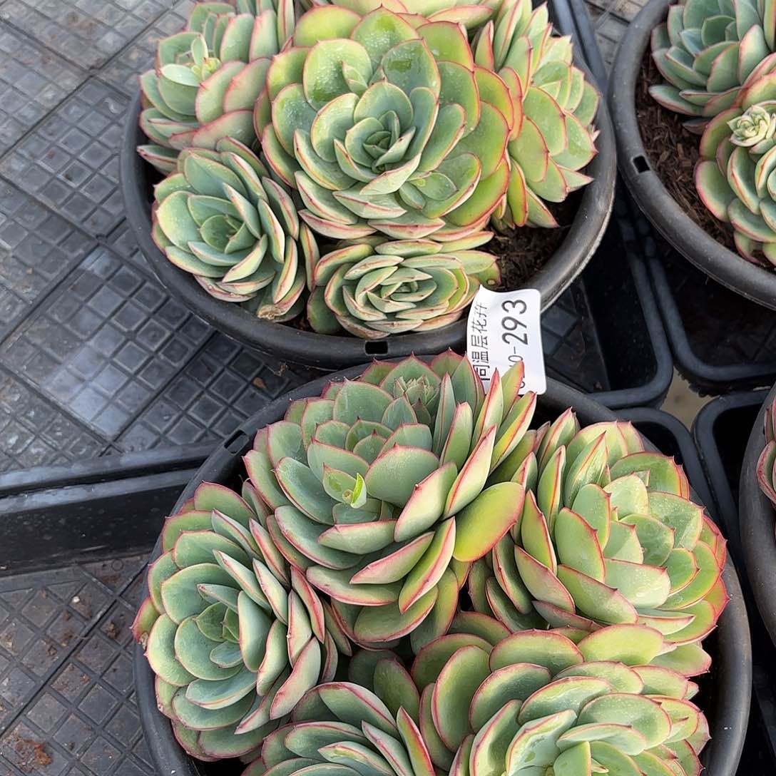 胡****肉同温层多肉牡丹亭293两颗