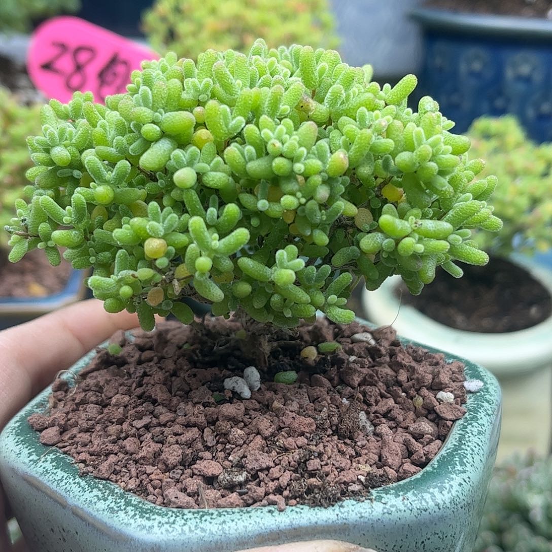 29蜜桔带盆优选枝干番杏