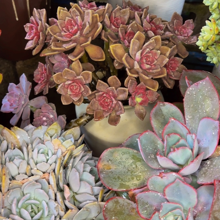 小****老桩精品肉肉鹅肝