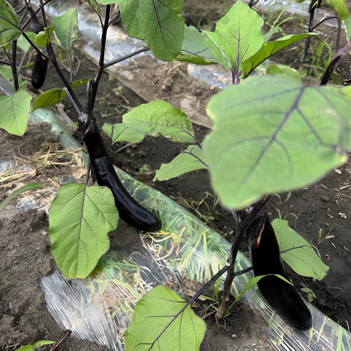 【早市常专属】东北农家自种大地紫把茄子 新鲜采摘