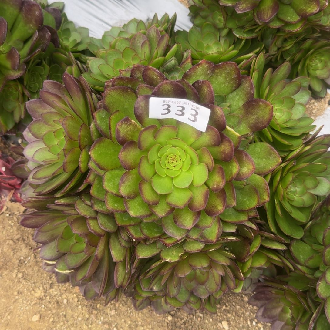 333红魔多肉植物