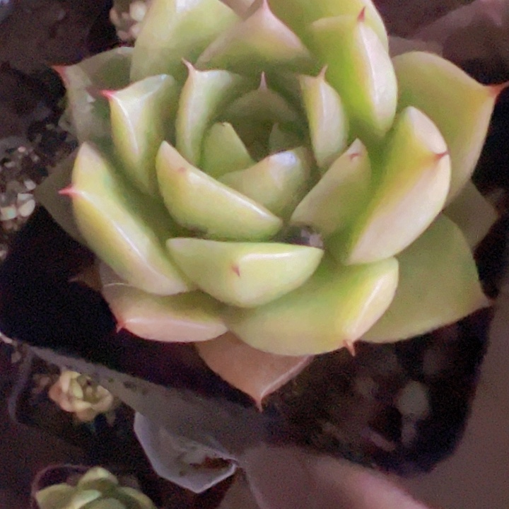 多肉植物大战僵尸先生们